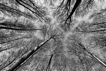 Reach out to the sky - black & white by Remco Bosshard