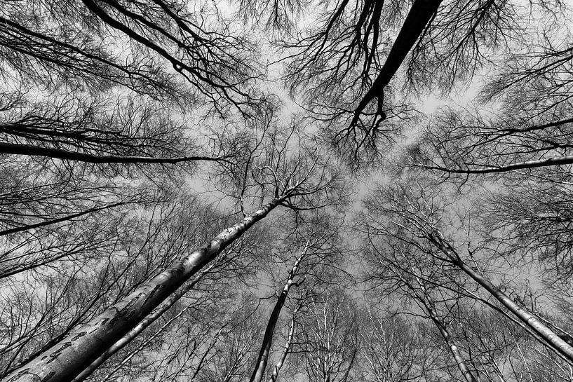 Reach out to the sky - black & white sur Remco Bosshard