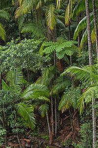 Un vert intense dans la jungle de la forêt de palmiers australienne - Wollumbin National Park Gondwana