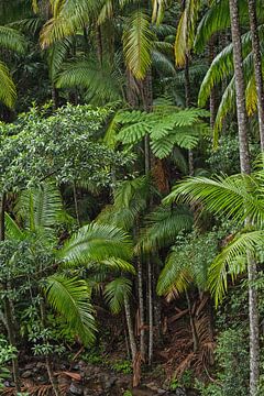 Dschungel Paradies Wald - Farn und Palmen von Jiri Viehmann