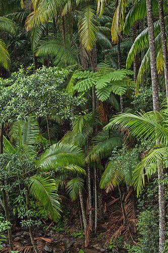 Un vert intense dans la jungle de la forêt de palmiers australienne - Wollumbin National Park Gondwana