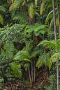 Dschungel Paradies Wald - Farn und Palmen von Jiri Viehmann Miniaturansicht