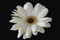 Witte Gerbera met waterdruppels van Waldo Kersten thumbnail