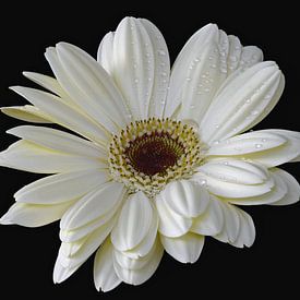 Witte Gerbera met waterdruppels van Waldo Kersten