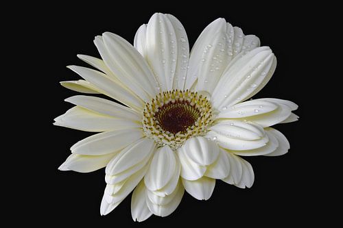 White Gerbera with water drops on a black background
