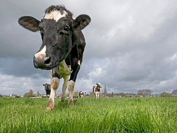 Hollandse koe in de wei