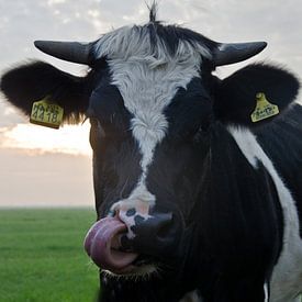 Kuh mit Zunge aus dem Maul von Niek van Vliet