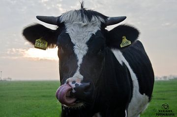 Vache avec la langue hors de la bouche