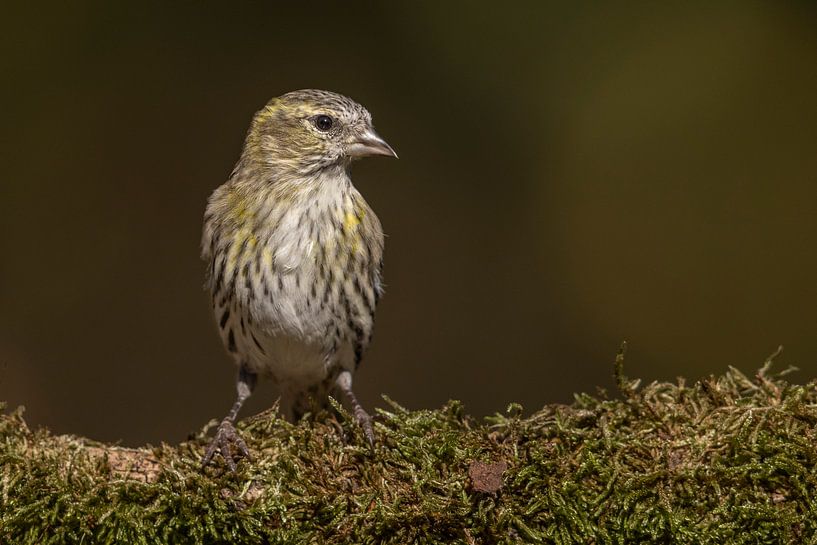Siskin par Ben Bokeh
