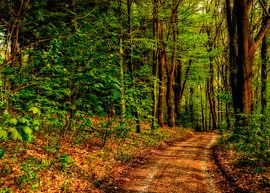 Waldweg