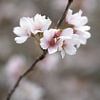 Ein Sakura-Zweig von Anges van der Logt