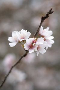 Ein Sakura-Zweig