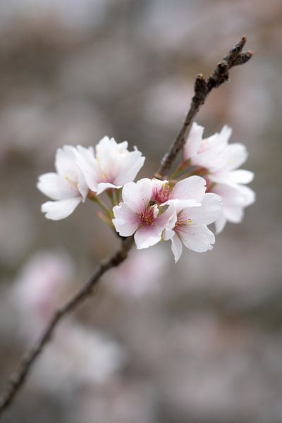 Ein Sakura-Zweig von Anges van der Logt