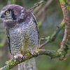 Hibou des marais au repos - La beauté de la nature sauvage sur Bas Greevink