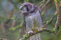 Rustende Sperweruil - De Schoonheid van de Wildernis