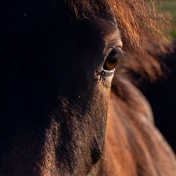 Wild Horses van Carina Meijer ÇaVa Fotografie