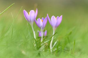 Des crocus dans l'herbe