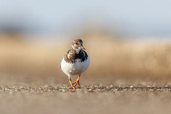 Er geht auf mich zu.