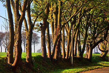 Gelsenkirchen-Resse 4