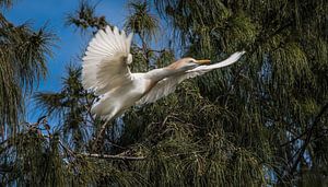 Ibis