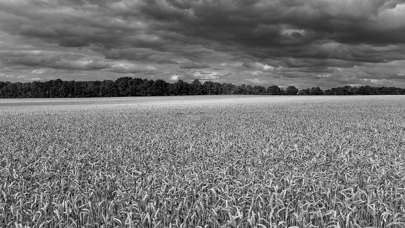 Getreide aus Drenthe von Timo Bergenhenegouwen