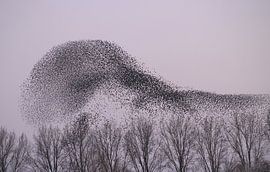 Starling swarm by Jacques van der Neut