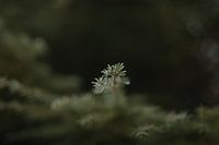 La forêt en hiver