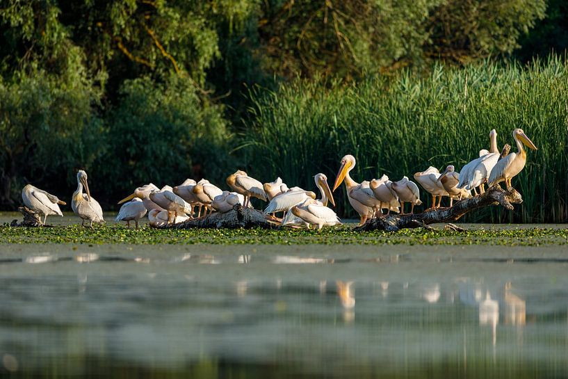 Pelikane im Donaudelta von Roland Brack