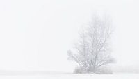 Winter Wonderland