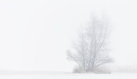 Winter Wonderland by Ivo Heus