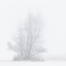 Winter Wonderland by Ivo Heus