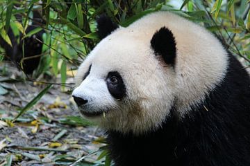 Panda Chengdu China by Berg Photostore