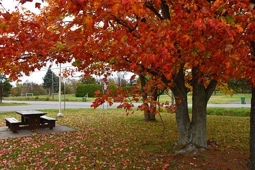 A resting place in autumn