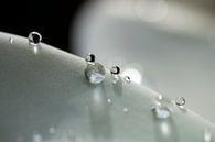 regendruppels  van Marieke de Boer thumbnail