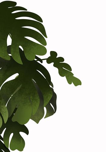 Botanical art Monstera leaves.