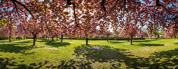 Panorama de la floraison des cerisiers sur Frank Herrmann