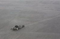 zeehond