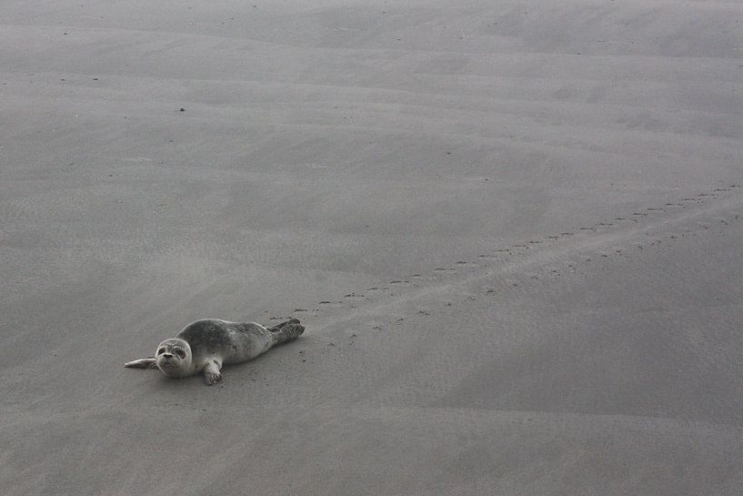 zeehond von 123 Schier