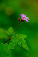 The flower