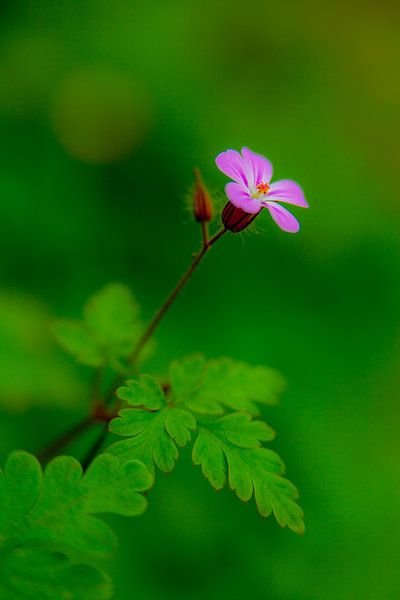 The flower by Bram van Kattenbroek