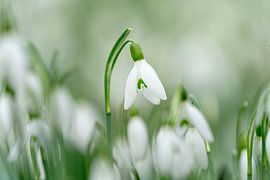 snowdrop by Hans van Kilsdonk Fotografie