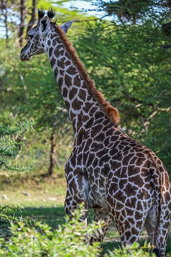 Posing Giraffe