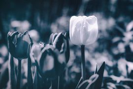 Blossom Gruga by Jakob Baranowski - Photography - Video - Photoshop