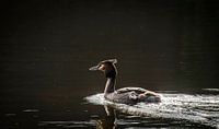  Schwimmen Grebe, mit Hintergrundbeleuchtung von Rietje Bulthuis Miniaturansicht