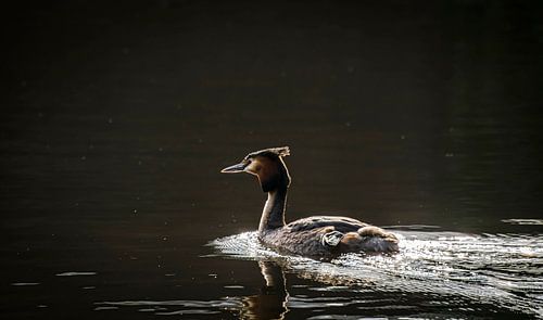 Swimming Grebe, backlit by Rietje Bulthuis