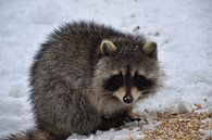 A young raccoon in spring by Claude Laprise thumbnail