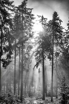 Zonsopgang in het mistige, winterse bos van Heiko Meier
