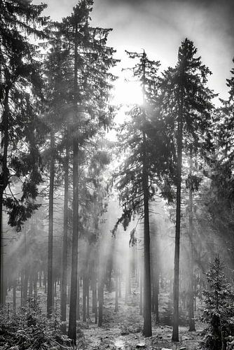 Zonsopgang in het mistige, winterse bos