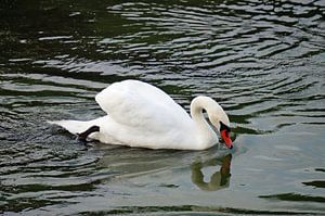 Futtersuche - Schwan