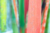 Rode bamboe in tropisch bos van Wijnand Loven thumbnail